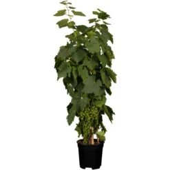 OBI Weinrebe Hellgelb Höhe Ca. 20 - 30 Cm Topf Ca. 3 L Vitis