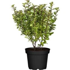 Ilex "Little Pirate" Höhe Ca. 30 - 40 Cm Topf Ca. 3 L Ilex