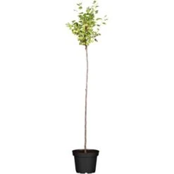 OBI Stachelbeere Gelb Fußstamm Höhe Ca. 60 - 80 Cm Topf Ca. 3 L Ribes