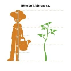 OBI Lebensbaum "Smaragd" Höhe Ca. 120 - 140 Cm Topf Ca. 30 L Thuja 5 OBI Lebensbaum "Smaragd" Höhe Ca. 120 - 140 Cm Topf Ca. 30 L Thuja -Compoten Geschaft 0 cm topf ca. 30 l thuja 2