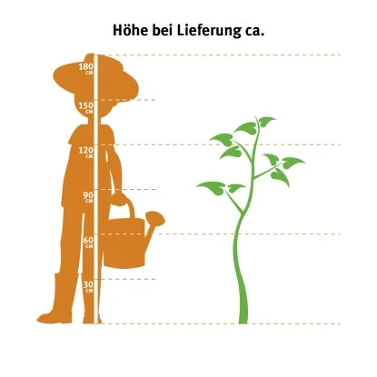 GROW By OBI Glanzmispel "Carré Rouge" Höhe Ca. 60 - 80 Cm Topf Ca. 15 L Photinia 7 GROW By OBI Glanzmispel "Carré Rouge" Höhe Ca. 60 - 80 Cm Topf Ca. 15 L Photinia – Bild 5