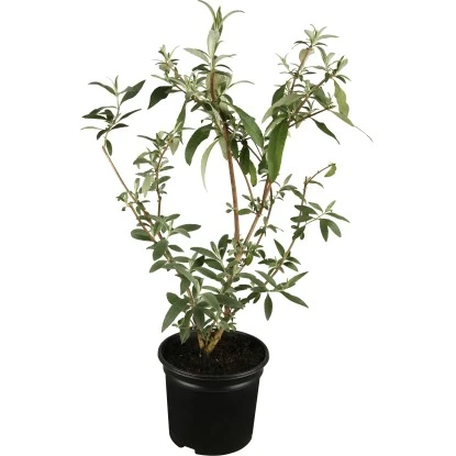 OBI Sommerflieder Rot Höhe Ca. 10 - 20 Cm Topf Ca. 3 L Buddleja 3 OBI Sommerflieder Rot Höhe Ca. 10 - 20 Cm Topf Ca. 3 L Buddleja