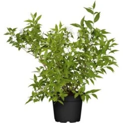 Deutzie "Yuki Snowflake" Weiß Höhe Ca. 20 - 30 Cm Topf Ca. 3 L Deutzia