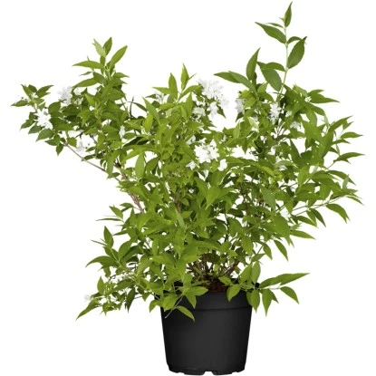 Deutzie "Yuki Snowflake" Weiß Höhe Ca. 20 - 30 Cm Topf Ca. 3 L Deutzia 3 Deutzie "Yuki Snowflake" Weiß Höhe Ca. 20 - 30 Cm Topf Ca. 3 L Deutzia