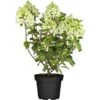 Rispenhortensie "Silver Dollar" Weiß Bis Rosa Höhe Ca. 30 - 40 Cm Topf Ca. 3 L -Compoten Geschaft 0 cm topf ca 3 l hydrangea