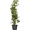 OBI Kletterhortensie Weiß Höhe Ca. 80 - 100 Cm Topf Ca. 5 L Hydrangea -Compoten Geschaft 0 cm topf ca 5 l hydrangea 2