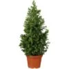OBI Zuckerhutfichte Höhe Ca. 60 - 80 Cm Topf Ca. 7,5 L Picea 2 OBI Zuckerhutfichte Höhe Ca. 60 - 80 Cm Topf Ca. 7,5 L Picea -Compoten Geschaft 0 cm topf ca 7 5 l pinus 1