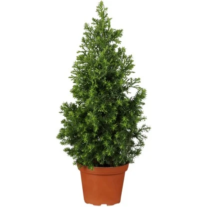 OBI Zuckerhutfichte Höhe Ca. 60 - 80 Cm Topf Ca. 7,5 L Picea 3 OBI Zuckerhutfichte Höhe Ca. 60 - 80 Cm Topf Ca. 7,5 L Picea
