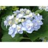 Rispenhortensie "Forever & Ever" Blau Höhe Ca. 50 Cm Topf Ca. 9 L Hydrangea 2 Rispenhortensie "Forever & Ever" Blau Höhe Ca. 50 Cm Topf Ca. 9 L Hydrangea -Compoten Geschaft 0 cm topf ca 9 l hydrangea 1