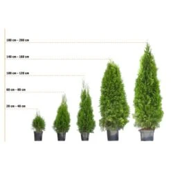Eibe Set à 30 Stück Höhe Ca. 80 - 100 Cm Ballenware Taxus Baccata 12 Eibe Set à 30 Stück Höhe Ca. 80 - 100 Cm Ballenware Taxus Baccata -Compoten Geschaft 1086958 3358 lebensbaum 3 11