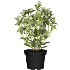 OBI Japanische Fruchtskimmie "Fragrant Cloud" Weiß Höhe Ca. 10-20 Cm Topf Ca.2 L 9 OBI Japanische Fruchtskimmie "Fragrant Cloud" Weiß Höhe Ca. 10-20 Cm Topf Ca.2 L -Compoten Geschaft 10 20 cm topf ca. 2 l 1