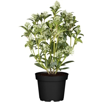 OBI Japanische Fruchtskimmie "Fragrant Cloud" Weiß Höhe Ca. 10-20 Cm Topf Ca.2 L 6 OBI Japanische Fruchtskimmie "Fragrant Cloud" Weiß Höhe Ca. 10-20 Cm Topf Ca.2 L – Bild 4