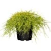 GROW By OBI Faden-Zypresse "Filifera Sungold" Gelb Höhe Ca.10 -20 Cm Topf Ca.5 L -Compoten Geschaft 10 20 cm topf ca. 5 l 1 1