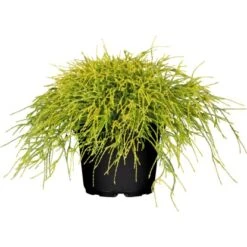 GROW By OBI Faden-Zypresse "Filifera Sungold" Gelb Höhe Ca.10 -20 Cm Topf Ca.5 L