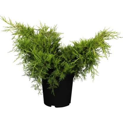 OBI Chinesischer Strauchwacholder "Old Gold" Gelb Höhe Ca. 10-20 Cm Topf Ca. 5 L 3 OBI Chinesischer Strauchwacholder "Old Gold" Gelb Höhe Ca. 10-20 Cm Topf Ca. 5 L