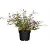 Zwerg-Sommerflieder "Buzz Magenta" Höhe Ca. 40 - 50 Cm Topf Ca. 3,4 L Buddleja -Compoten Geschaft 120708 3358 1