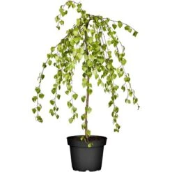 GROW By OBI Trauerbirke "Youngii" Gelb Höhe Ca. 100 -120 Cm Topf Ca.15 L Betula