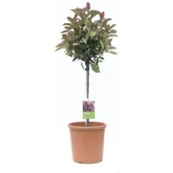 GROW By OBI Glanzmispel "Carré Rouge" Höhe Ca. 65 Cm Topf Ca. 9 L