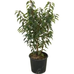 OBI Japanische Spindelsträucher Verschiedene Sorten Höhe Ca.30-40 Cm Topf Ca.5 L -Compoten Geschaft 130389 4104 1 1