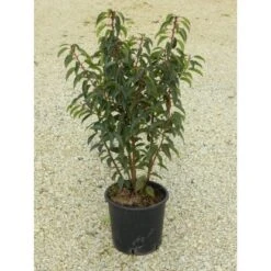 OBI Japanische Spindelsträucher Verschiedene Sorten Höhe Ca.30-40 Cm Topf Ca.5 L -Compoten Geschaft 130389 4104 1