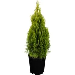 Lebensbaum "Golden Smaragd" Gelb Höhe Ca. 20 - 30 Cm Topf Ca. 2 L Thuja