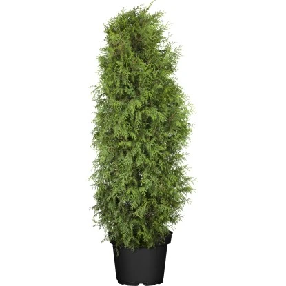 OBI Lebensbaum "Brabant" Höhe Ca. 120 - 140 Cm Topf Ca. 10 L Thuja 3 OBI Lebensbaum "Brabant" Höhe Ca. 120 - 140 Cm Topf Ca. 10 L Thuja