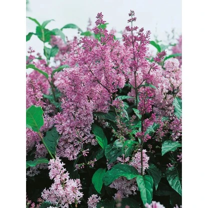 OBI Amerikanischer Flieder "Minuet" Violett Höhe Ca. 40 - 50 Cm Topf Ca. 3,5 L 3 OBI Amerikanischer Flieder "Minuet" Violett Höhe Ca. 40 - 50 Cm Topf Ca. 3,5 L