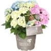 Bauernhortensie "Three Sisters" Höhe Ca. 30 - 40 Cm Topf Ca. 6 L Hydrangea -Compoten Geschaft 145673 3358 01