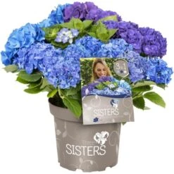 Bauernhortensie "Three Sisters" Höhe Ca. 30 - 40 Cm Topf Ca. 6 L Hydrangea -Compoten Geschaft 145673 3358 03