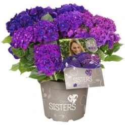 Bauernhortensie "Three Sisters" Höhe Ca. 30 - 40 Cm Topf Ca. 6 L Hydrangea -Compoten Geschaft 145673 3358 04