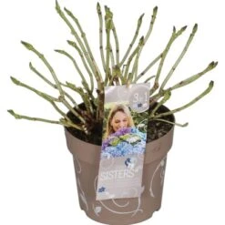 Bauernhortensie "Three Sisters" Höhe Ca. 30 - 40 Cm Topf Ca. 6 L Hydrangea -Compoten Geschaft 145673 3358 05