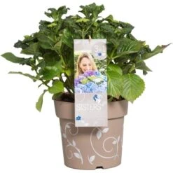Bauernhortensie "Three Sisters" Höhe Ca. 30 - 40 Cm Topf Ca. 6 L Hydrangea -Compoten Geschaft 145673 3358 06