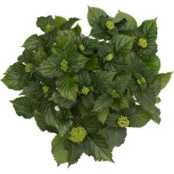 Bauernhortensie "Three Sisters" Höhe Ca. 30 - 40 Cm Topf Ca. 6 L Hydrangea -Compoten Geschaft 145673 3358 07