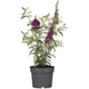 Sommerflieder "Summer Teens" Violett Höhe Ca. 30 - 40 Cm Topf Ca. 3 L Buddleja 2 Sommerflieder "Summer Teens" Violett Höhe Ca. 30 - 40 Cm Topf Ca. 3 L Buddleja -Compoten Geschaft 145683 3358 1