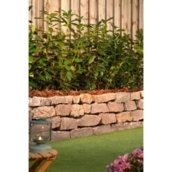 Kirschlorbeer "Caucasica" Höhe Ca. 60 - 80 Cm Topf Ca. 5 LPrunus -Compoten Geschaft 1477694 3358 3