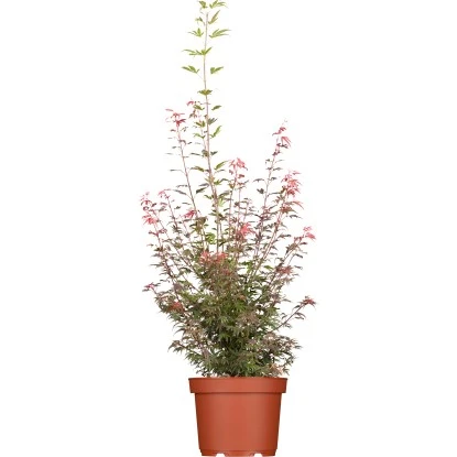 Fächerahorn "Deshojo" Höhe Ca. 80 - 100 Cm Topf Ca. 10 L Acer Palmatum 3 Fächerahorn "Deshojo" Höhe Ca. 80 - 100 Cm Topf Ca. 10 L Acer Palmatum