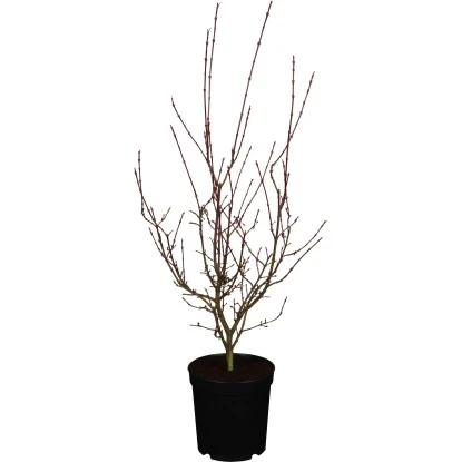 Japanischer Ahorn "Shirazz" Höhe Ca. 80 - 100 Cm Topf Ca. 10 L Acer Palmatum 3 Japanischer Ahorn "Shirazz" Höhe Ca. 80 - 100 Cm Topf Ca. 10 L Acer Palmatum