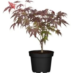 Fächerahorn "Yasemin" Höhe Ca. 80 - 100 Cm Topf Ca. 10 L Acer Palmatum