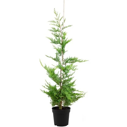 Leyland-Zypresse Set à 30 Stück Höhe Ca. 125 - 150 Cm Topf Ca. 5 L 3 Leyland-Zypresse Set à 30 Stück Höhe Ca. 125 - 150 Cm Topf Ca. 5 L