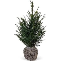 Eibe Set à 40 Stück Höhe Ca. 80 - 100 Cm Ballenware Taxus Baccata