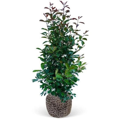 Glanzmispel "Red Robin" Set à 18 Stück Höhe Ca. 175 - 200 Cm Topf Ca. 18,5 L 3 Glanzmispel "Red Robin" Set à 18 Stück Höhe Ca. 175 - 200 Cm Topf Ca. 18,5 L