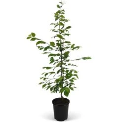 Hainbuche Set à 50 Stück Höhe Ca. 80 - 100 Cm Topf Ca. 3 L Carpinus Betulus