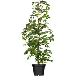 Hainbuche Set à 30 Stück Höhe Ca. 175 - 200 Cm Topf Ca. 7,5 L Carpinus Betulus