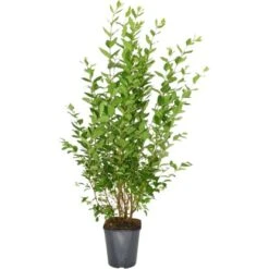 Ovalblättriger Liguster Set à 75 Stück Höhe Ca. 125 - 150 Cm Topf Ca. 5 L