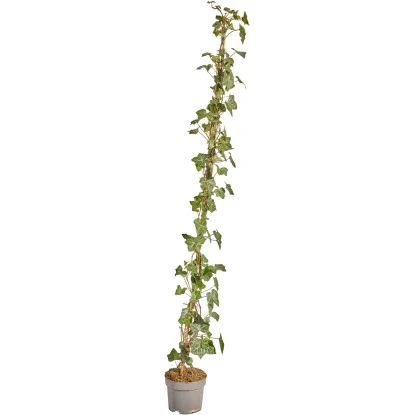 Großblättriger Irischer Efeu Set à 50 Stück Höhe 125 - 150 Cm Topf Ca. 1,5 L 3 Großblättriger Irischer Efeu Set à 50 Stück Höhe 125 - 150 Cm Topf Ca. 1,5 L