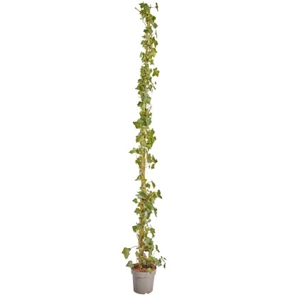 Großblättriger Irischer Efeu Set à 75 Stück Höhe 175 - 200 Cm Topf Ca. 1,5 L 3 Großblättriger Irischer Efeu Set à 75 Stück Höhe 175 - 200 Cm Topf Ca. 1,5 L