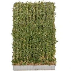 Großblättriger Irischer Efeu Element Set à 10 Stück Größe 120 X 180 Cm