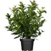 Kirschlorbeer Topf-Ø Ca. 26 Cm Prunus Laurocer. Kleopatra -Compoten Geschaft 174197 3358 01