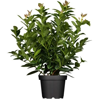 Kirschlorbeer Topf-Ø Ca. 26 Cm Prunus Laurocer. Kleopatra 3 Kirschlorbeer Topf-Ø Ca. 26 Cm Prunus Laurocer. Kleopatra