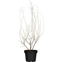 Blauraute "Bienenbuffet" Blau Höhe Ca. 30 - 40 Cm Topf Ca. 3 L Perovskia